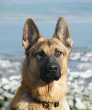 German Shepherd sfondi gratuiti per Nokia C1-01