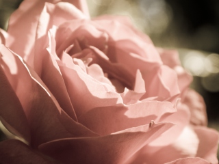 Das Peach Rose Wallpaper 320x240