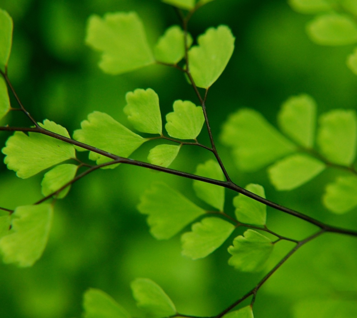 Green Leaves On Branch screenshot #1 1440x1280