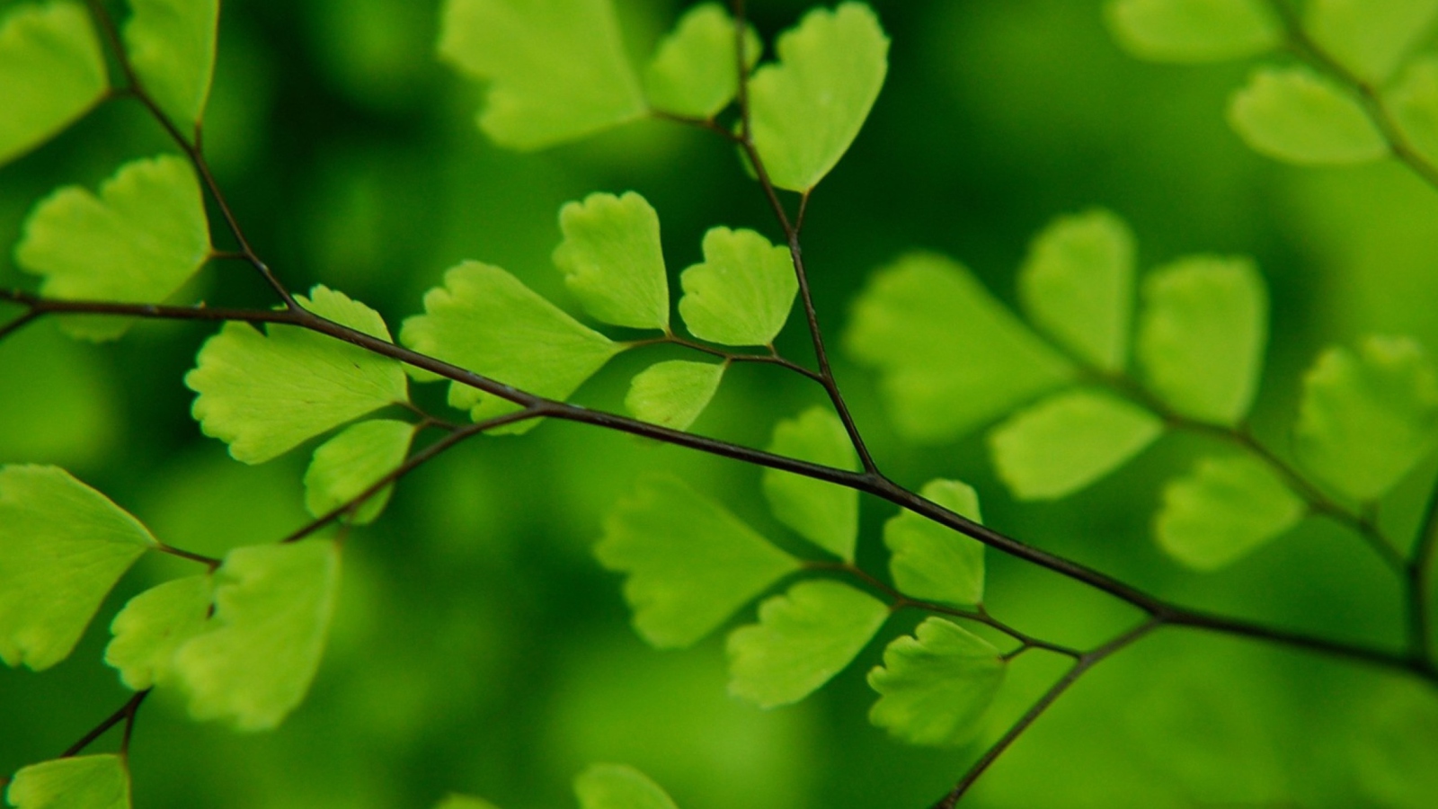 Screenshot №1 pro téma Green Leaves On Branch 1600x900