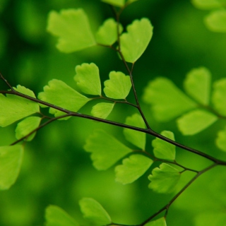 Green Leaves On Branch - Obrázkek zdarma pro 128x128