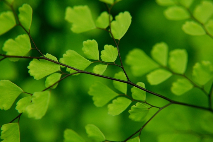 Sfondi Green Leaves On Branch