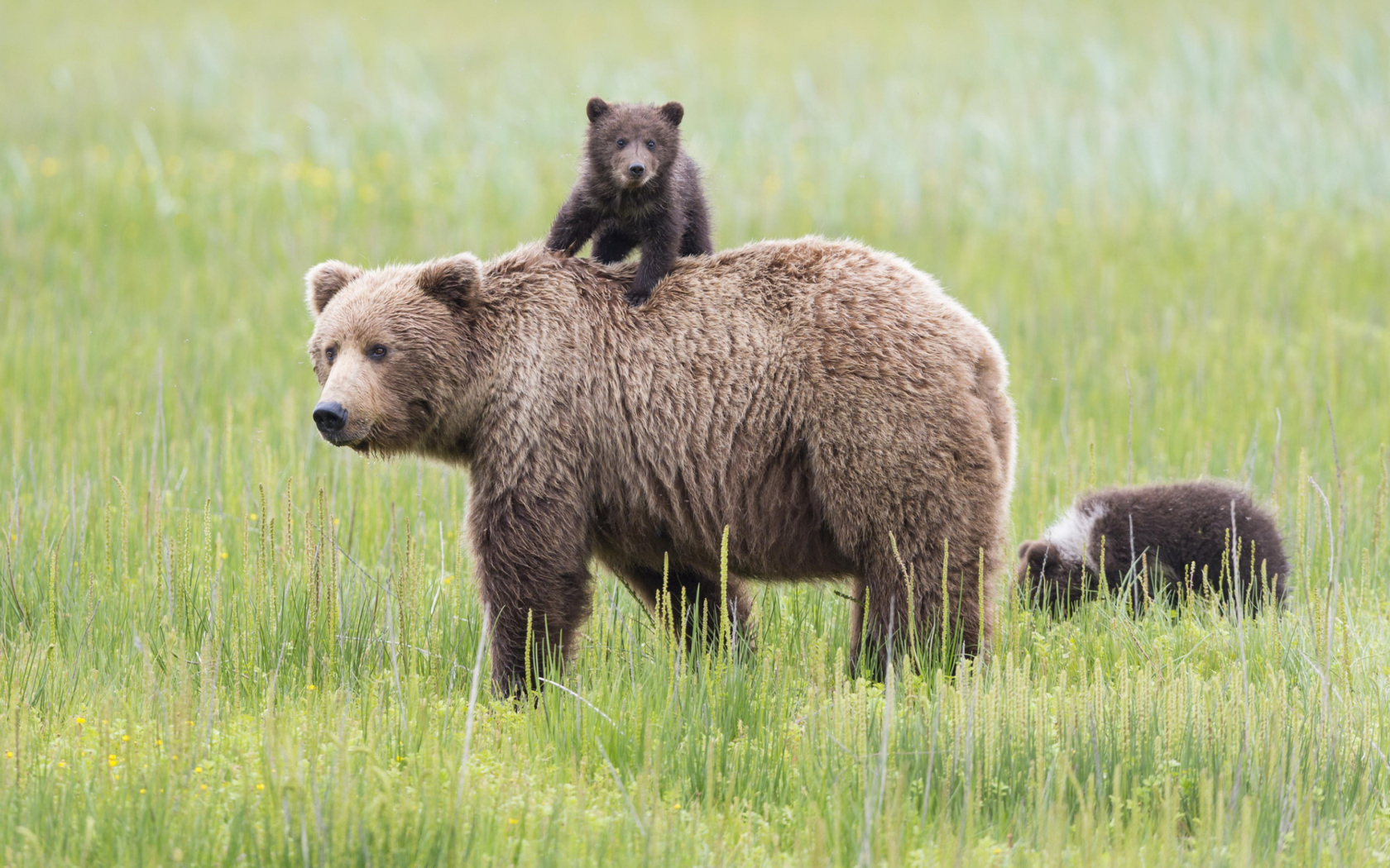 Screenshot №1 pro téma Bears In Lake Clark National Park, Alaska 1680x1050