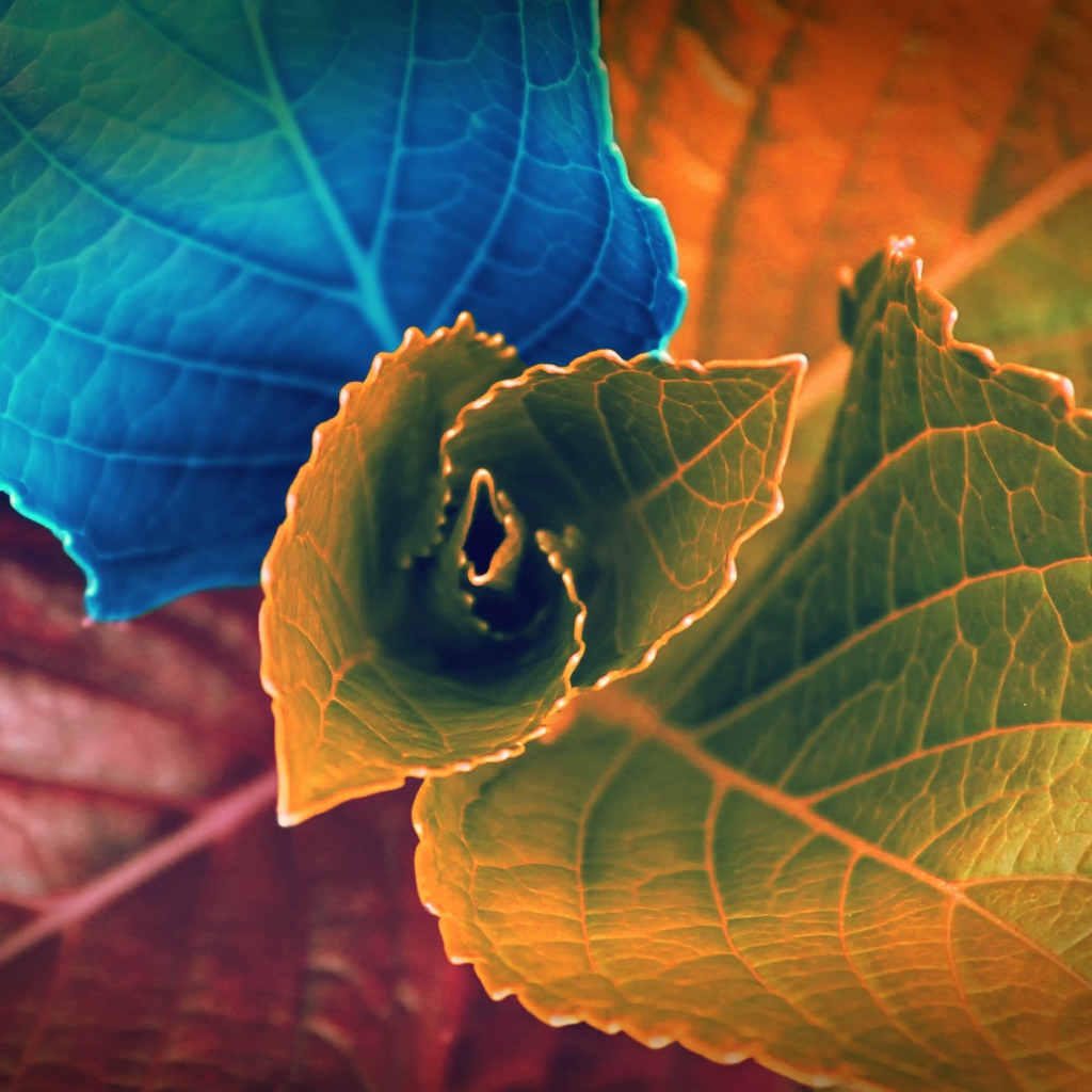 Screenshot №1 pro téma Colorful Plant 1024x1024