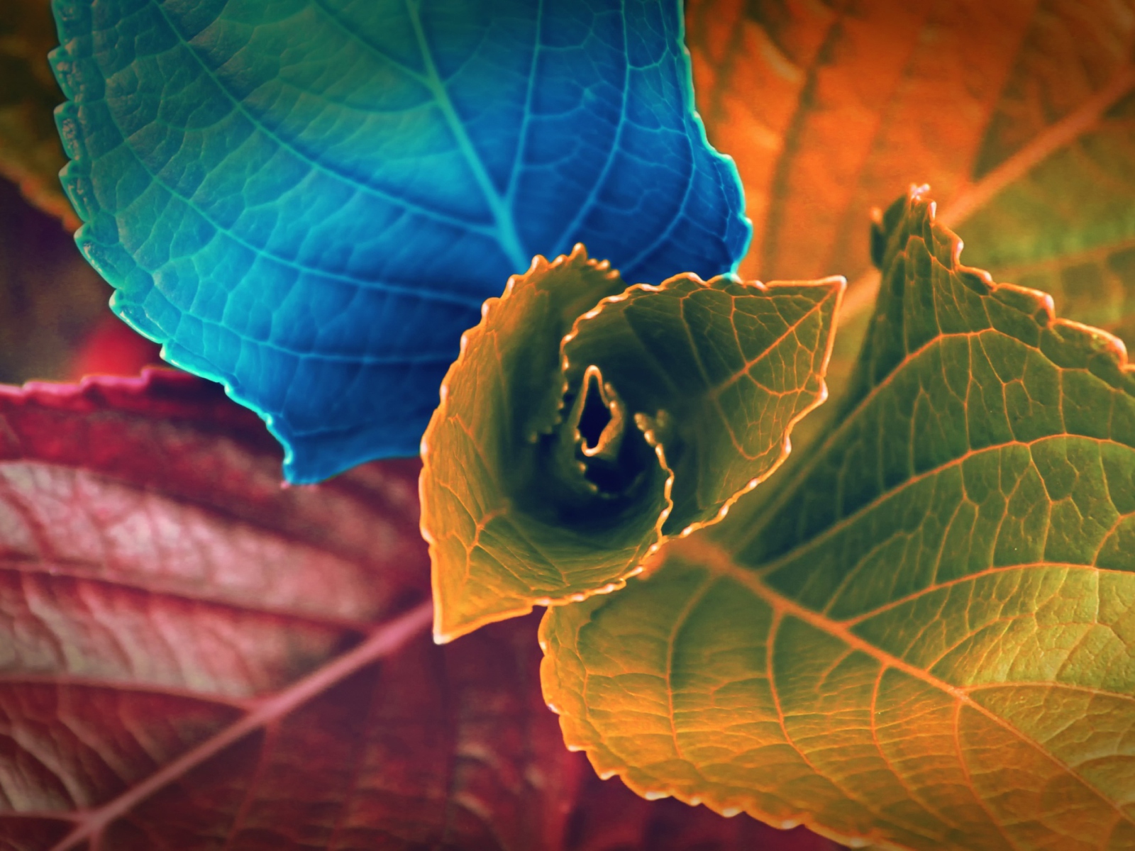 Screenshot №1 pro téma Colorful Plant 1600x1200