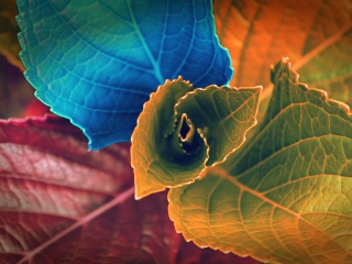 Screenshot №1 pro téma Colorful Plant 320x240