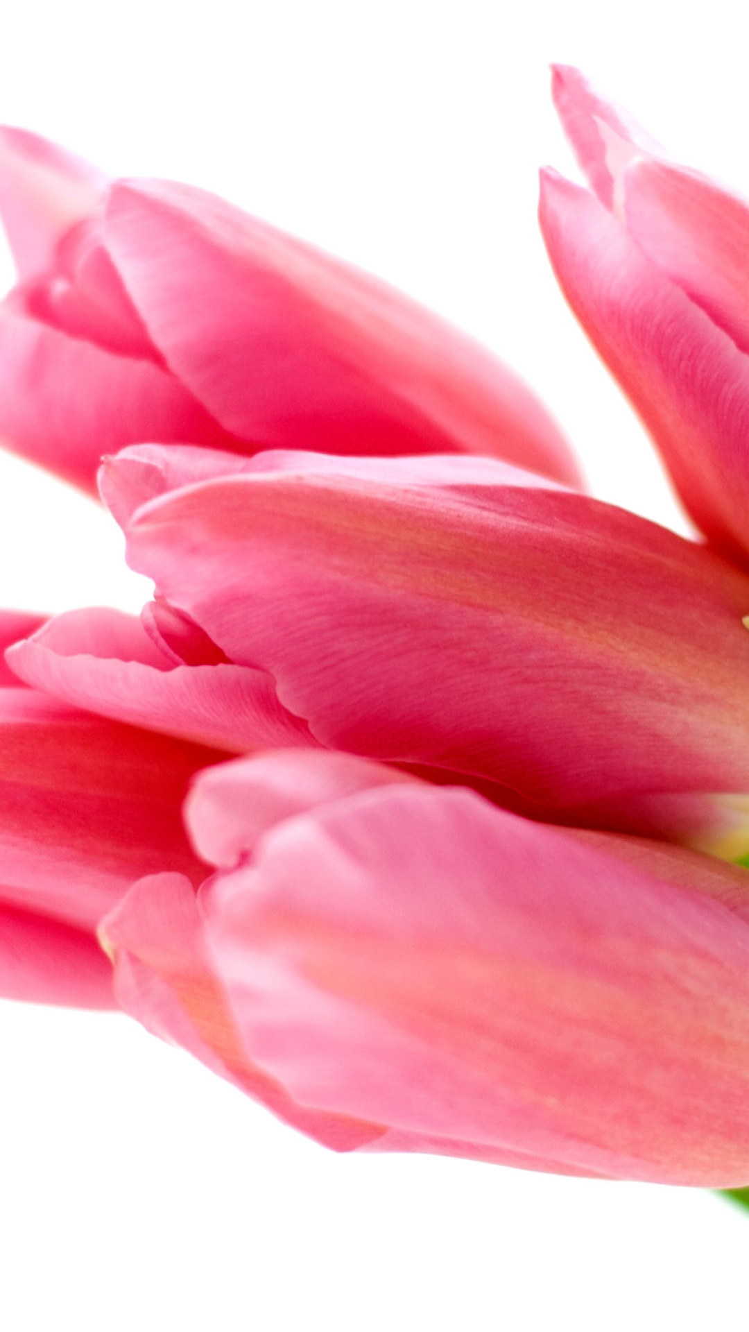 Pink tulips on white background wallpaper 1080x1920