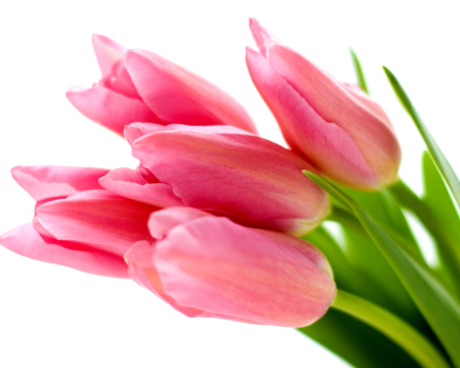 Pink tulips on white background wallpaper 1600x1280