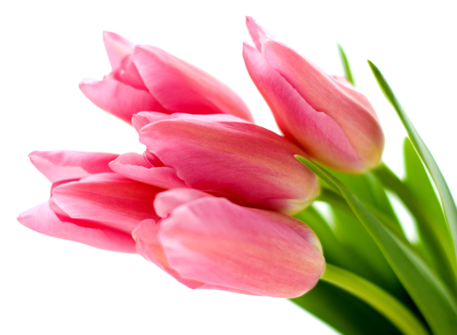 Pink tulips on white background screenshot #1 1920x1408