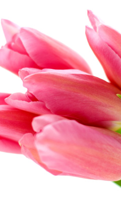 Обои Pink tulips on white background 240x400
