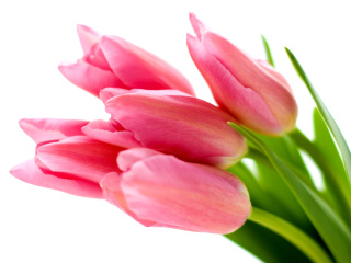 Fondo de pantalla Pink tulips on white background 320x240
