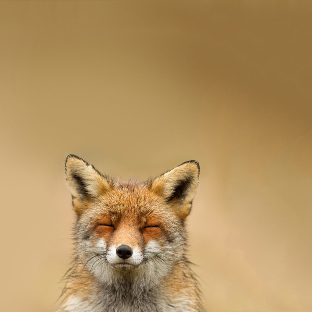 Screenshot №1 pro téma Funny Fox Smile 1024x1024