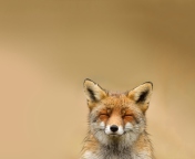Funny Fox Smile wallpaper 176x144