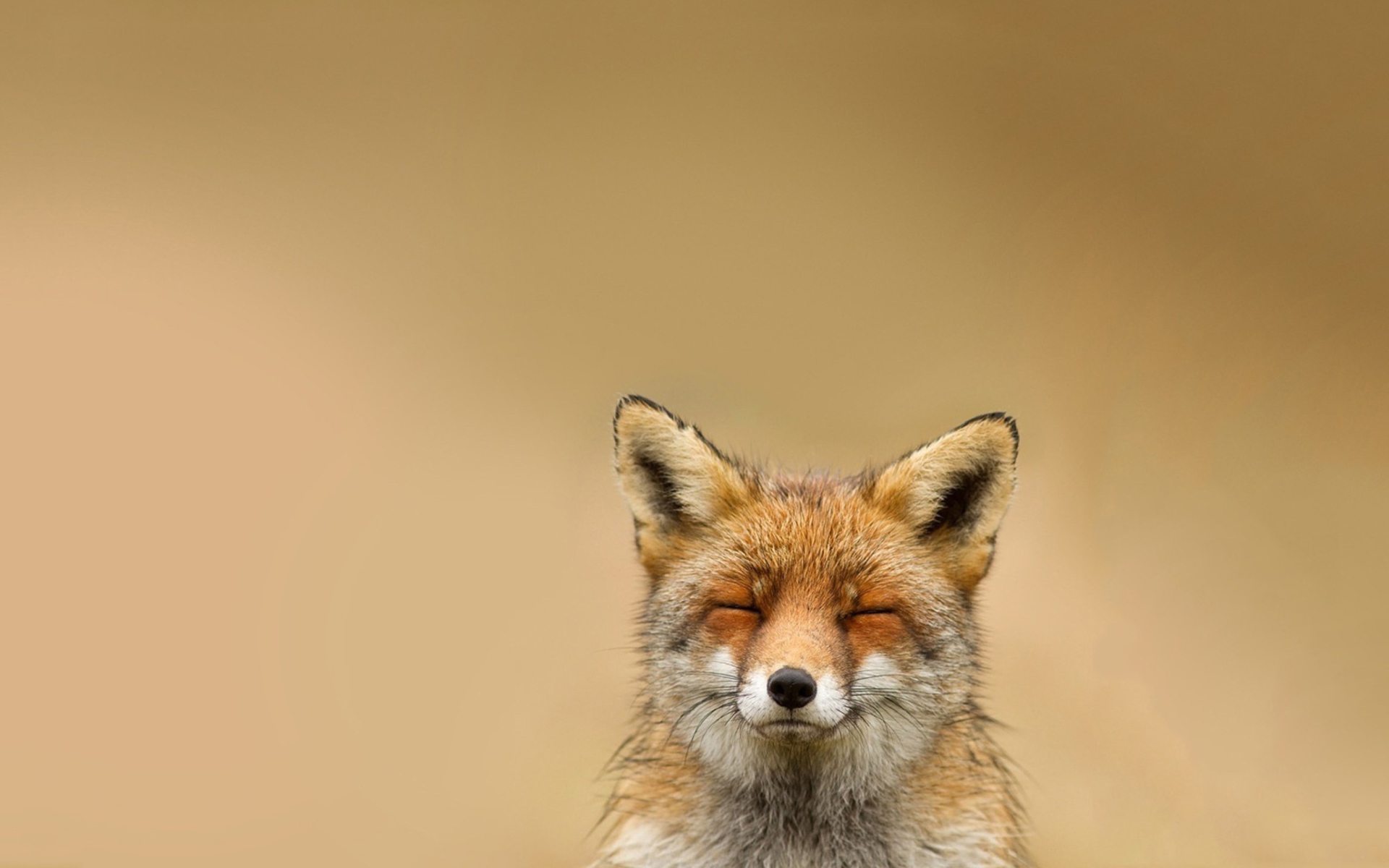 Screenshot №1 pro téma Funny Fox Smile 1920x1200