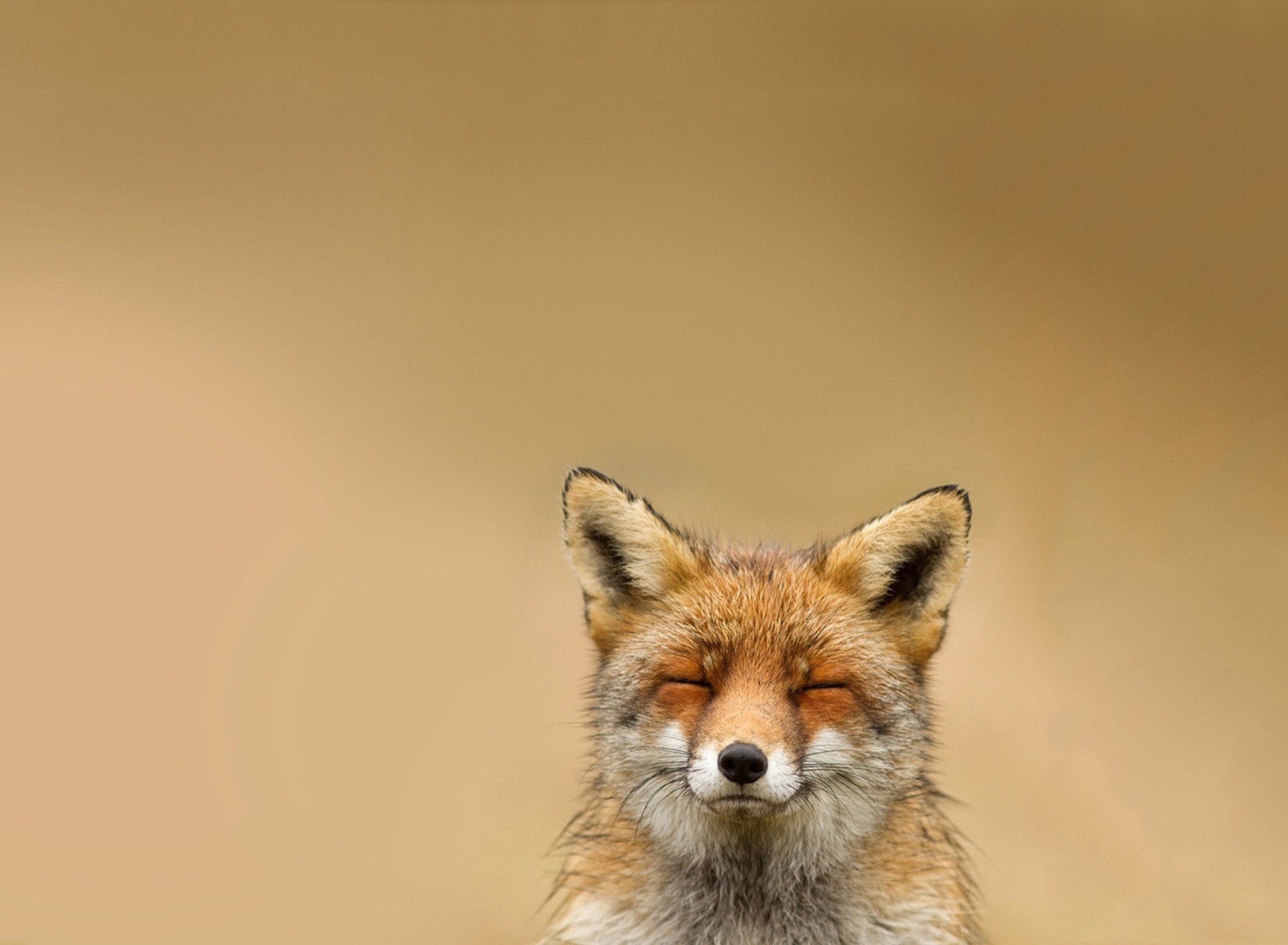 Screenshot №1 pro téma Funny Fox Smile 1920x1408