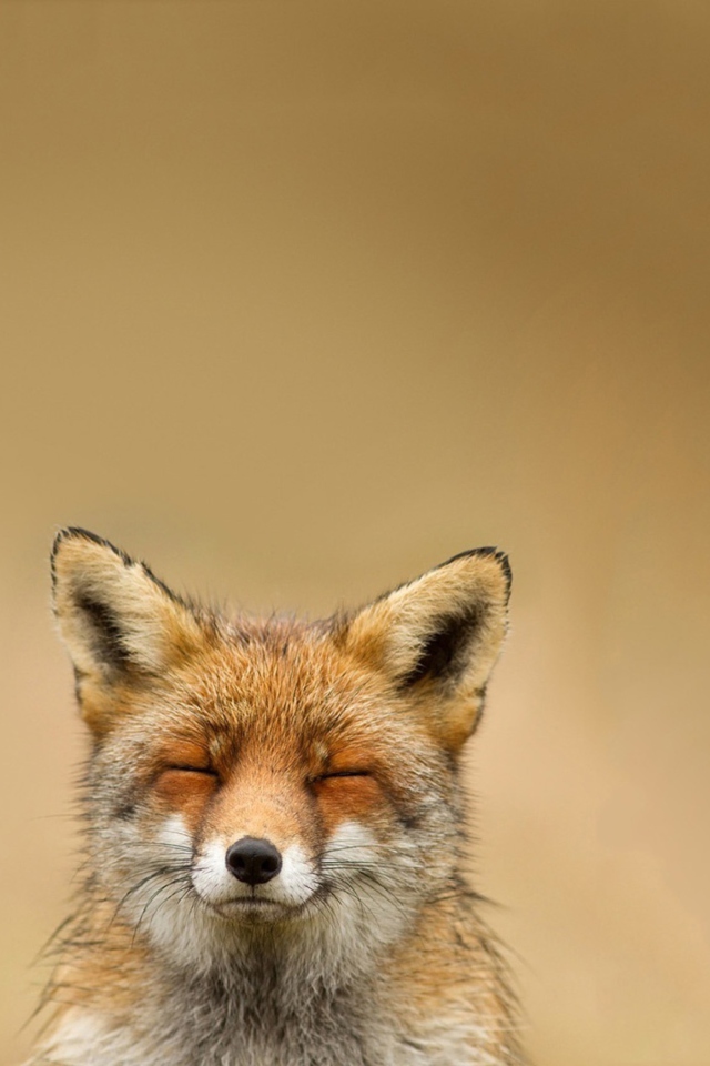 Screenshot №1 pro téma Funny Fox Smile 640x960