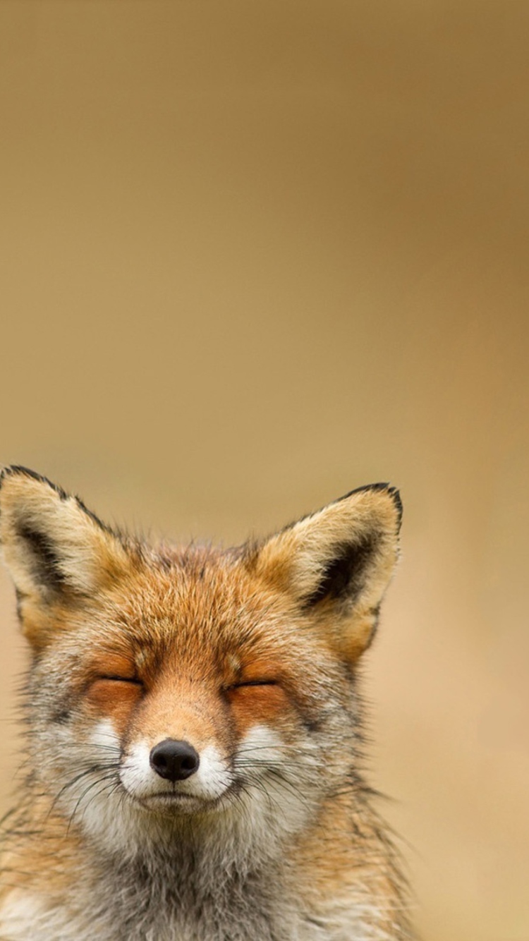 Das Funny Fox Smile Wallpaper 750x1334