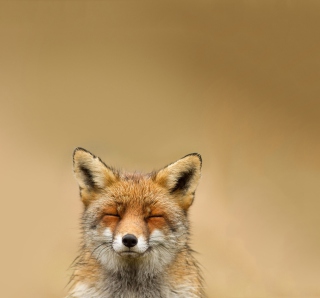 Kostenloses Funny Fox Smile Wallpaper für 128x128