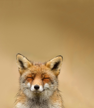 Funny Fox Smile - Obrázkek zdarma pro 128x160