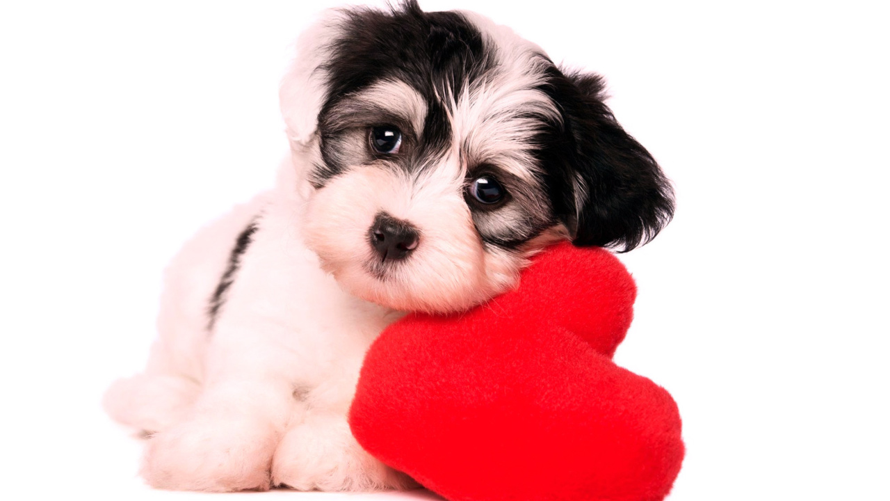Das Love Puppy Wallpaper 1280x720