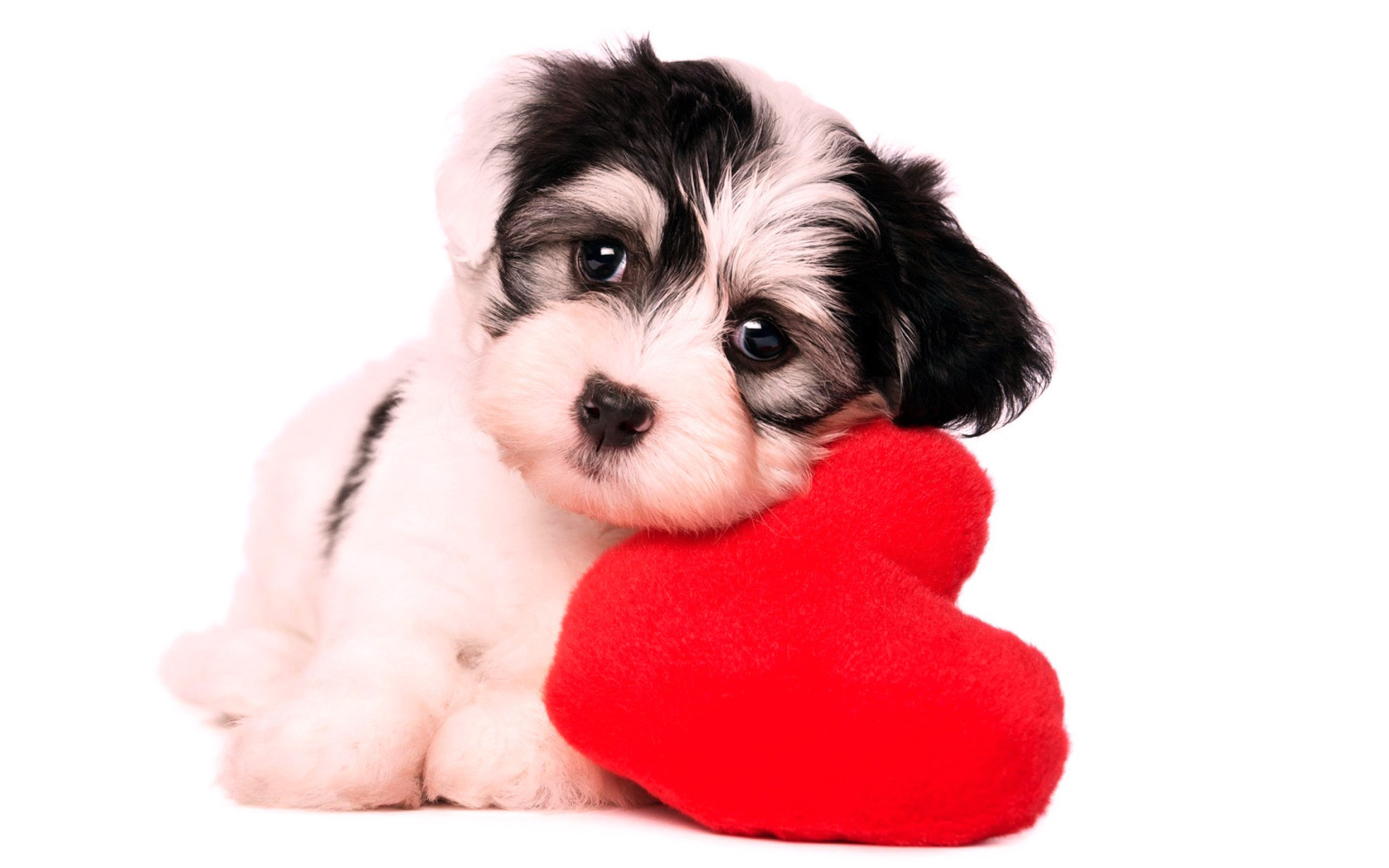 Обои Love Puppy 1680x1050