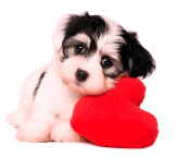Sfondi Love Puppy 176x144