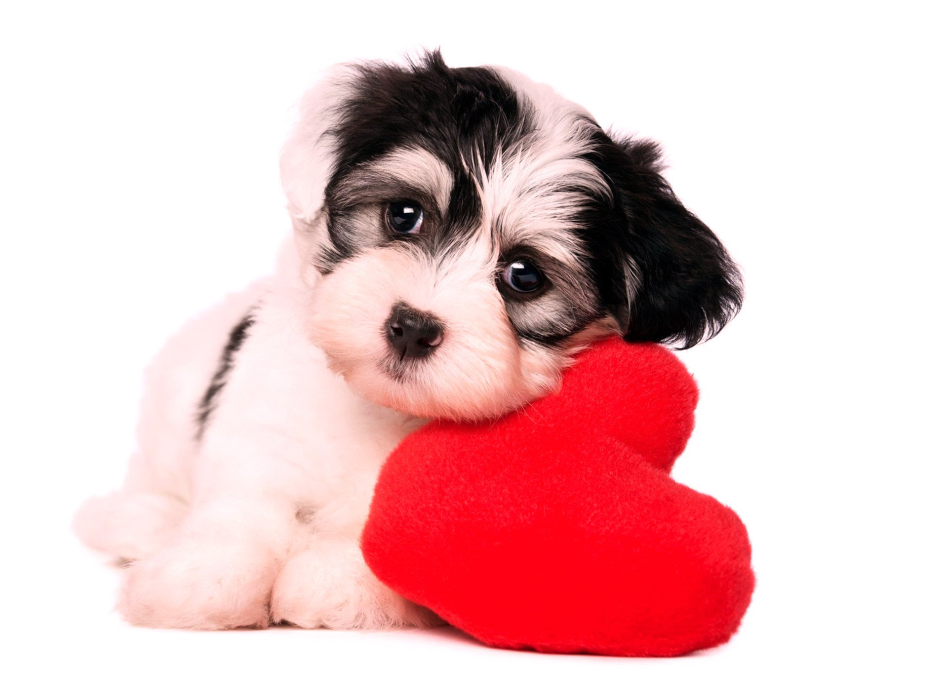 Sfondi Love Puppy 1920x1408