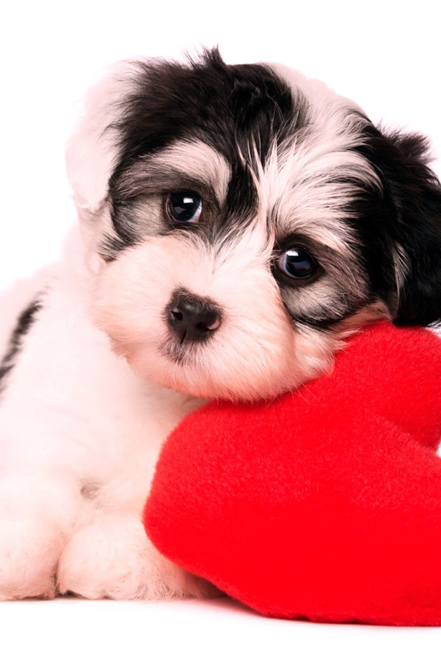 Fondo de pantalla Love Puppy 640x960