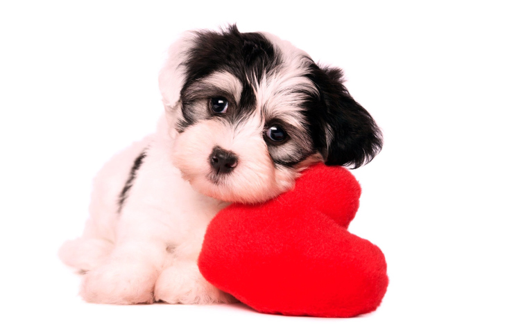 Love Puppy wallpaper