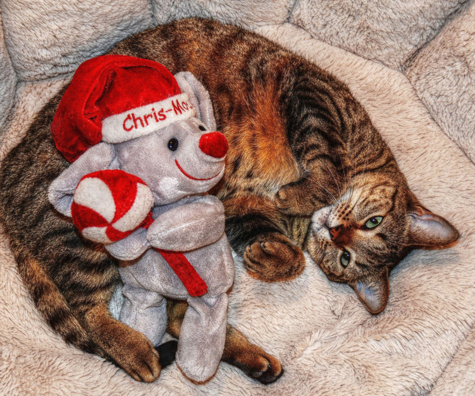 Lazy cat with Toy HD wallpaper 960x800