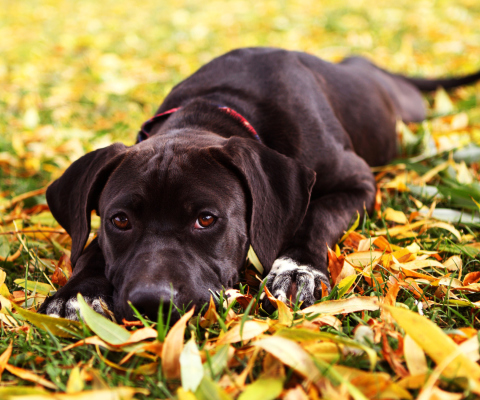 Das Autumn Dog Wallpaper 480x400