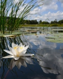 Screenshot №1 pro téma White Water Lily 128x160