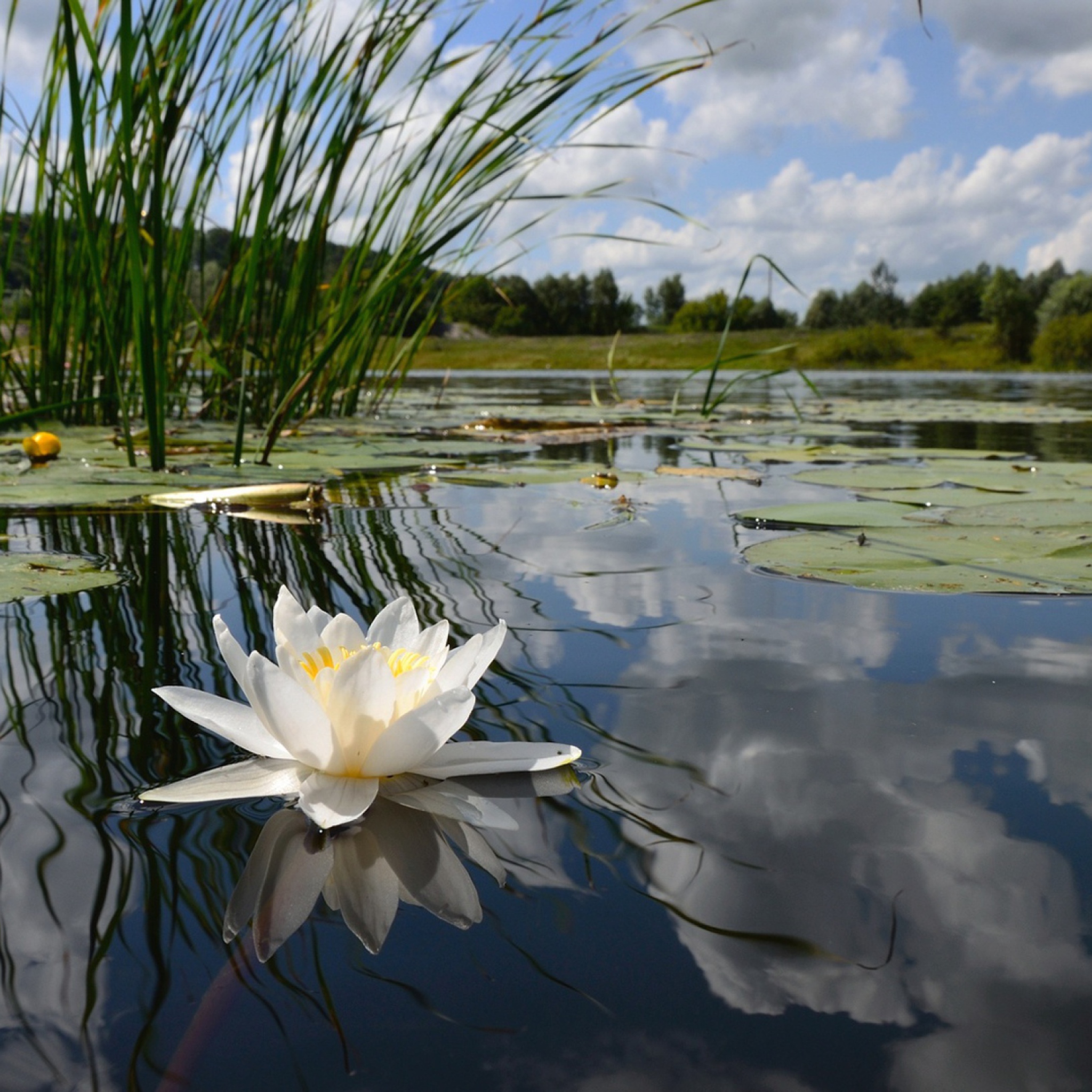 Screenshot №1 pro téma White Water Lily 2048x2048