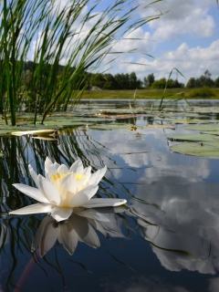 Das White Water Lily Wallpaper 240x320