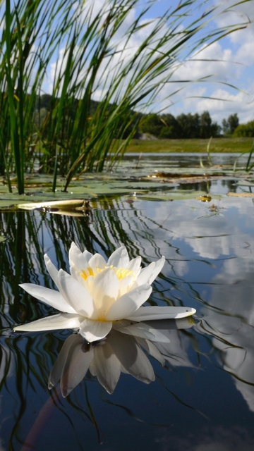 Обои White Water Lily 360x640