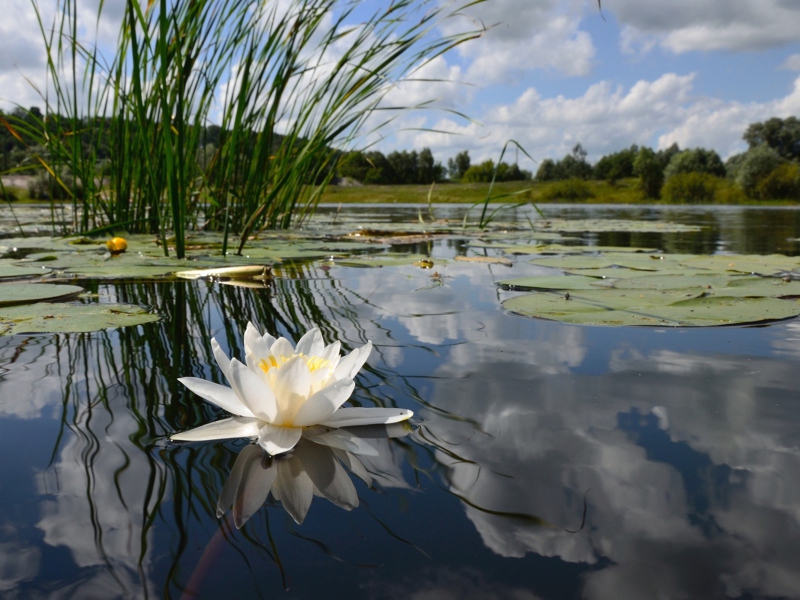 Screenshot №1 pro téma White Water Lily 800x600