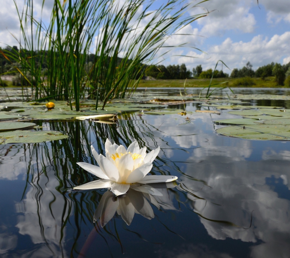 Das White Water Lily Wallpaper 960x854