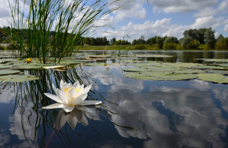 Screenshot №1 pro téma White Water Lily