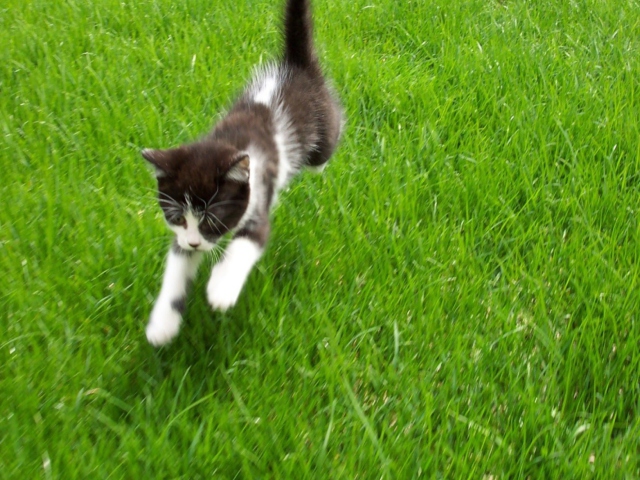 Flying Kitten screenshot #1 640x480