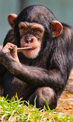 Screenshot №1 pro téma Thinking Chimp 240x400