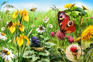 Summer Meadow - Obrázkek zdarma pro Fullscreen Desktop 1280x1024