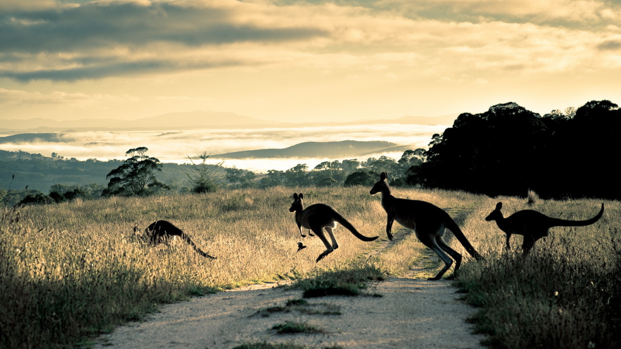 Das Kangaroo Wallpaper 1280x720