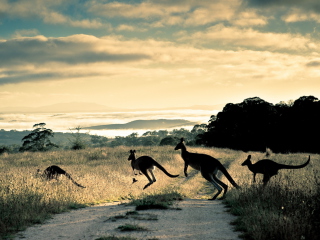 Das Kangaroo Wallpaper 320x240