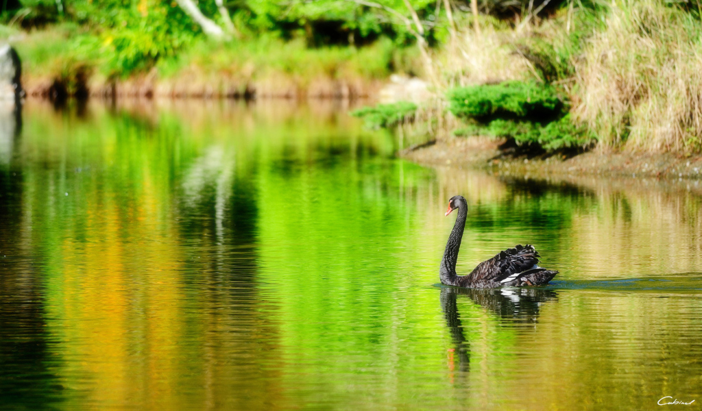 Black Swan Lake screenshot #1 1024x600