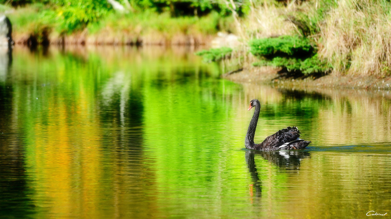 Обои Black Swan Lake 1366x768