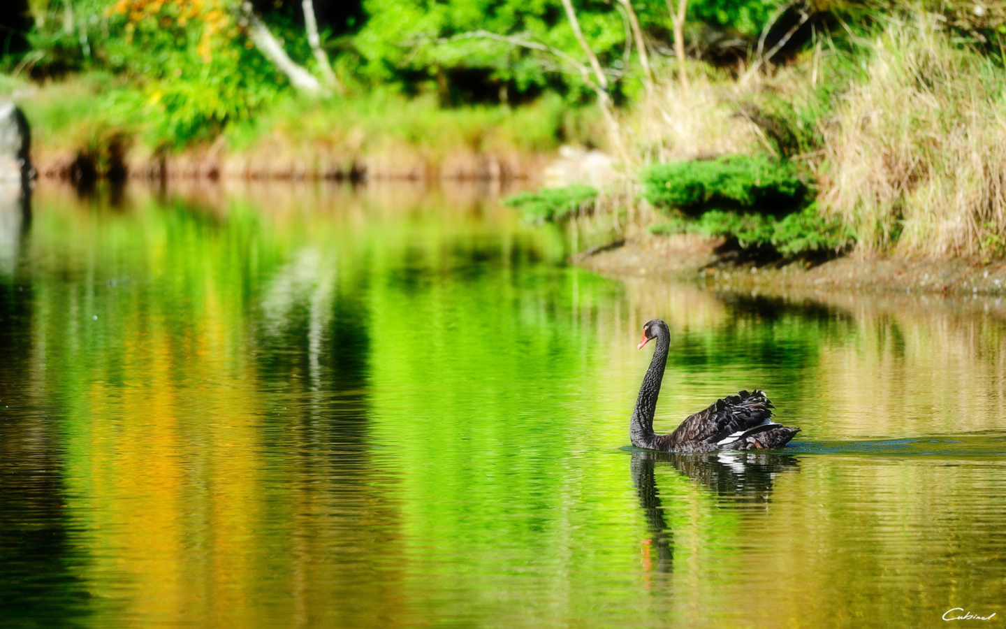 Fondo de pantalla Black Swan Lake 1440x900
