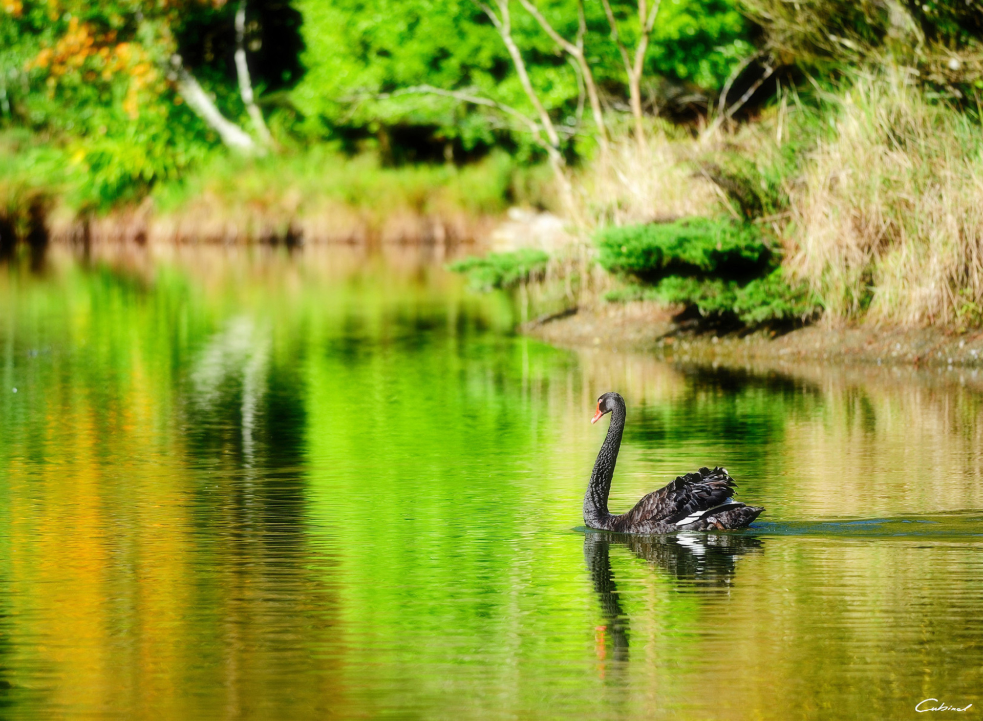 Обои Black Swan Lake 1920x1408