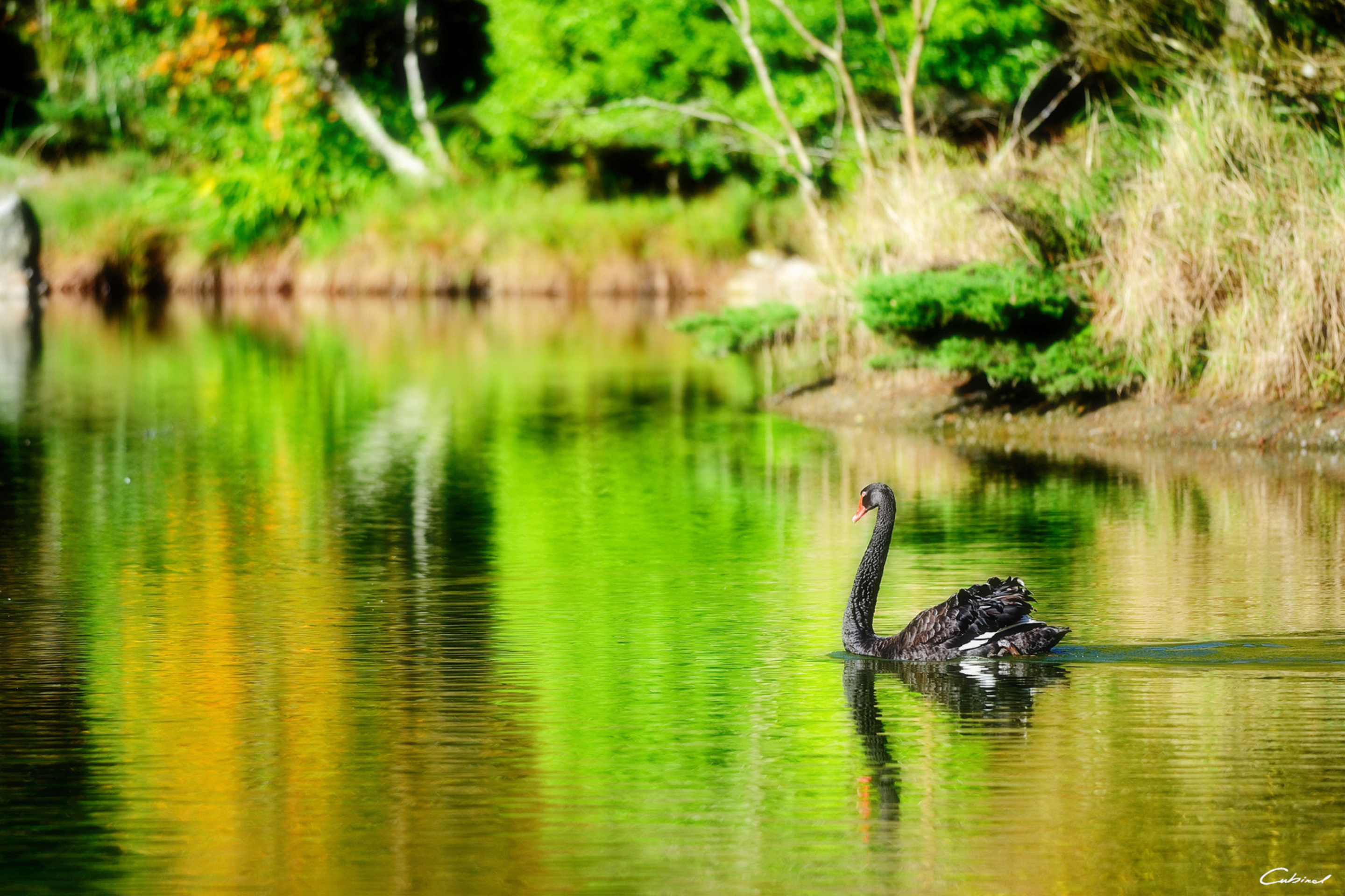 Sfondi Black Swan Lake 2880x1920