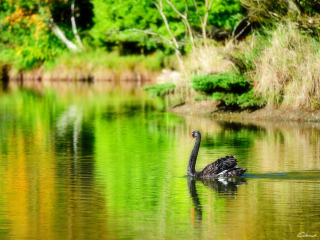 Обои Black Swan Lake 320x240