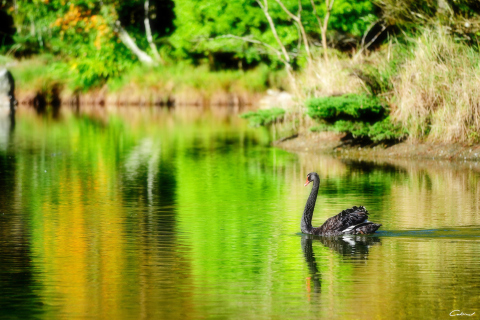 Fondo de pantalla Black Swan Lake 480x320